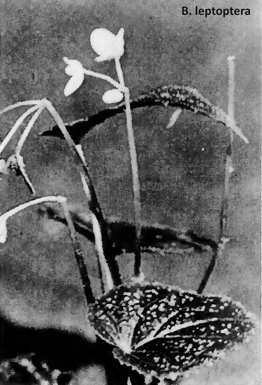 B. leptoptera